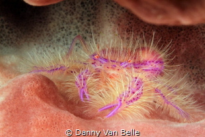 The first time this squatlobster was shown to me by the g... by Danny Van Belle 